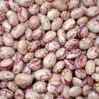لوبیا سفید و لوبیا چیتی