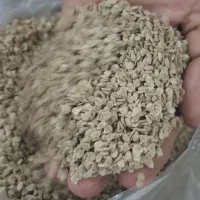 بذر گوجه دستی ۴۱۲۹