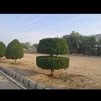 هرس شمشاد و انواع درختان با اره مخصوص