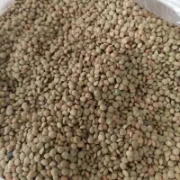 عدس امسال کیلویی 250هزار تمان