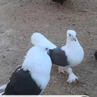 انواع کبوتر عالی