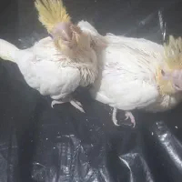 جوجه عروس  سرلاکی  .
