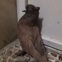 کبوتر پر سرخ دمسفید