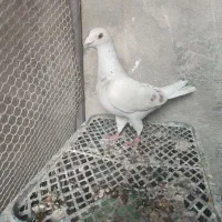 ماده پیازی .ماده یال .ماده کله زرد و شهری