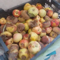 خشکاله دام (گاوگوسفند)