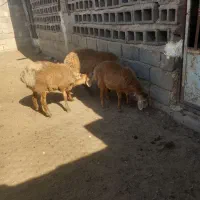 بره سبک وزن نر