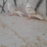 کلاغ