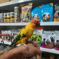 طوطی خورشیدی رام در پرنده سرای ابوالفضل