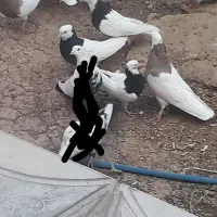 طوقی