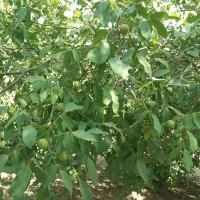 اجاره گردو
