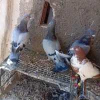 کبوتر