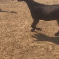 بز کهره روستای کلل