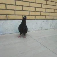کفتر صرب تسو ماده