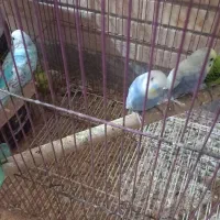 مرغ عشق رنگ خاص وکاکلی