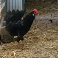 خروس سیاه