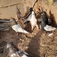 کبوتر رنگه و المانی