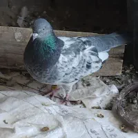 پاکستانی پرش بالا وپور اصفهان