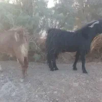 ‌کعره
