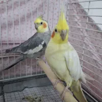 پرنده عروس هلندی