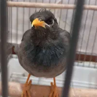 مرغ مینا