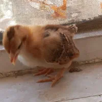 جوجه مرغ و خروس گلپایگان