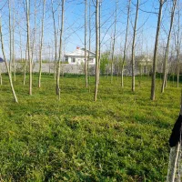 2200 زمین باغی در قاضیان سنگر رشت