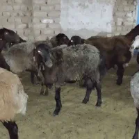 هترو|حیوانات مزرعه|آران و بیدگل, |دیوار