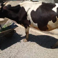 گاو دو رگه اصل