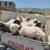حیوانات مزرعه گوسفند میش