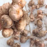 پیاز زعفران