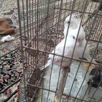 یک جفت عروس هلندی ال‌بینو