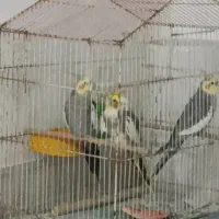 عروس هلندی نر