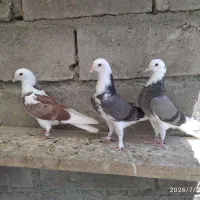 چهار عدد کبوتر