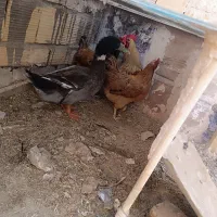مرغ خروس اردک