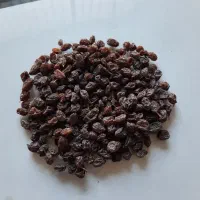 انواع کشمش ملکان