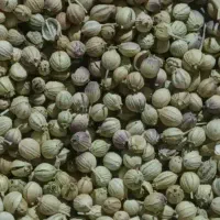 گشنیز
