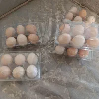 تخم مرغ محلی