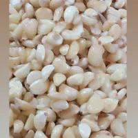 سیر پوست کنی
