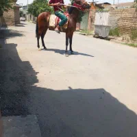 اسب|اسب و تجهیزات اسب‌سواری|جلین, |دیوار