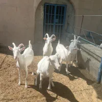 فروش بز سانن