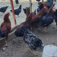 خروس|حیوانات مزرعه|گلپایگان, |دیوار