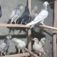 کبوتر
