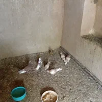 فروش کفتر