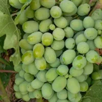 غوره درجه یک