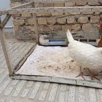 قفس|لوازم جانبی حیوانات|قوچان, |دیوار