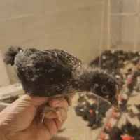جوجه یکماهه بلک استار تمام مشکی