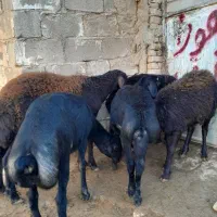 شیشک نر قزل و قزل افشار
