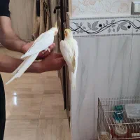یک جفت  عروس هلندی  مولد