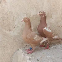 کبوتر پلاکی