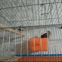 یک جفت فنج زیبا